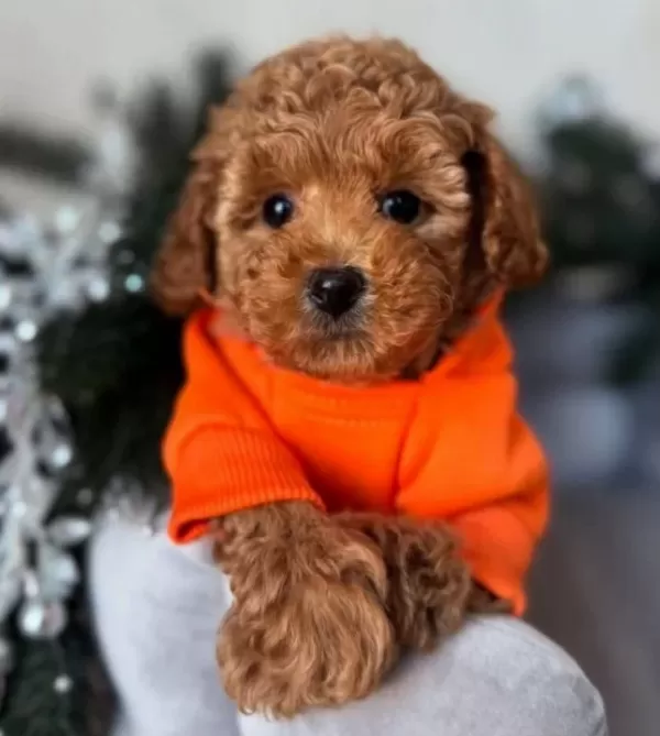Aşıları Tam Full Safkan Toy Poodle