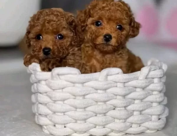 Kore Kan Üst Kalite Değerli Poodle Bebekler
