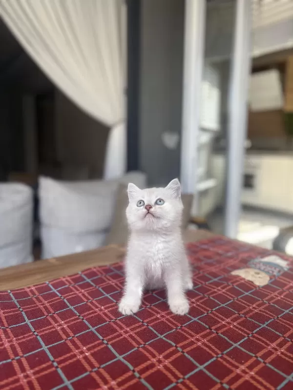 British Shorthair Ayi Surat Yavrularim