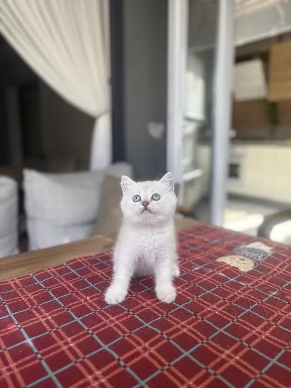 British Shorthair Ayi Surat Yavrularim