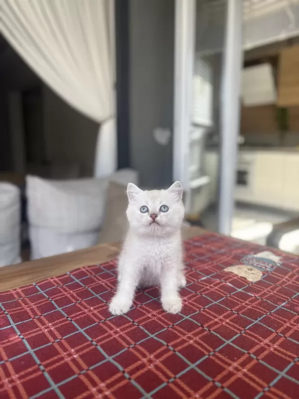 British Shorthair Ayi Surat Yavrularim