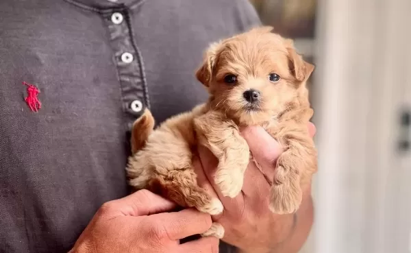 Akıllı Ev Ortamına Uyumlu Maltipoo