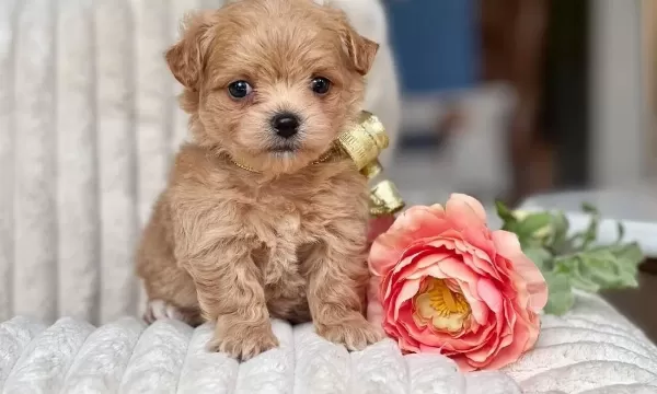 Akıllı Ev Ortamına Uyumlu Maltipoo