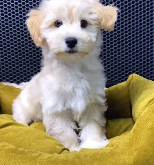 Malti̇poo Bebekler Vonalp Petshoptan