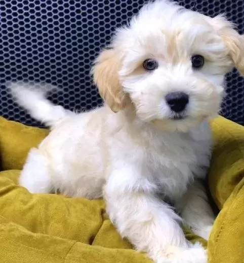 Malti̇poo Bebekler Vonalp Petshoptan