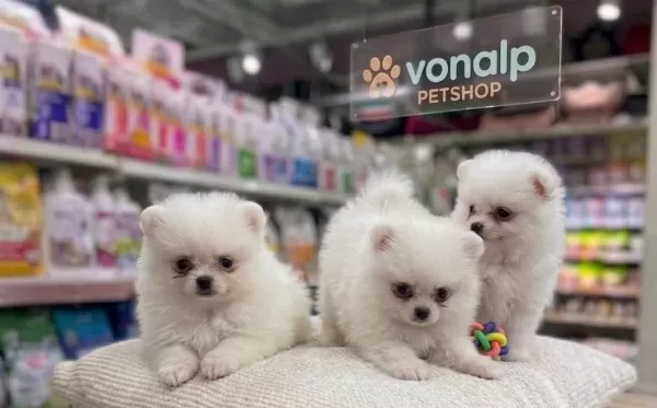 Safkan Teacup Pomerani̇an Boo Irk Güvencesi̇yle