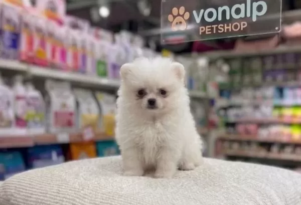 Safkan Teacup Pomerani̇an Boo Irk Güvencesi̇yle