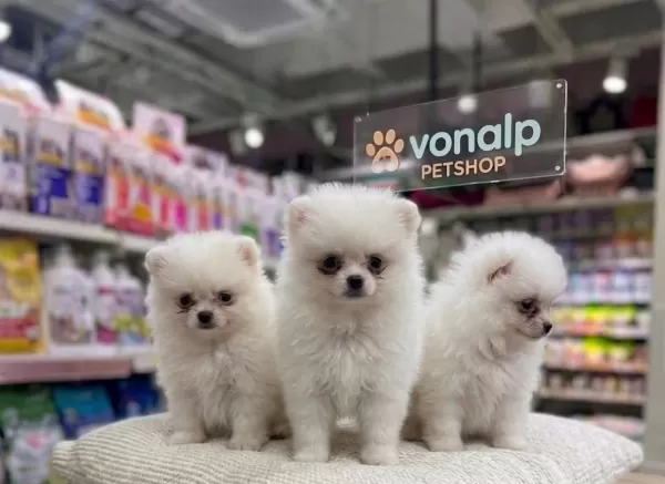 Safkan Teacup Pomerani̇an Boo Irk Güvencesi̇yle