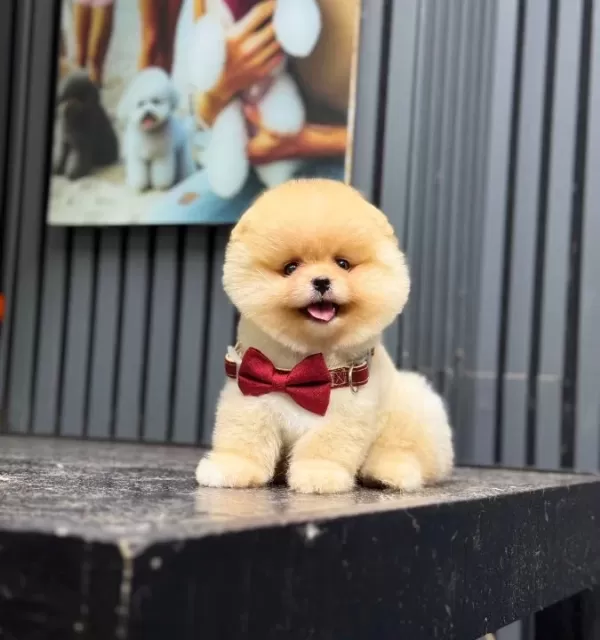 Pomeranian Boo Yavrularımız