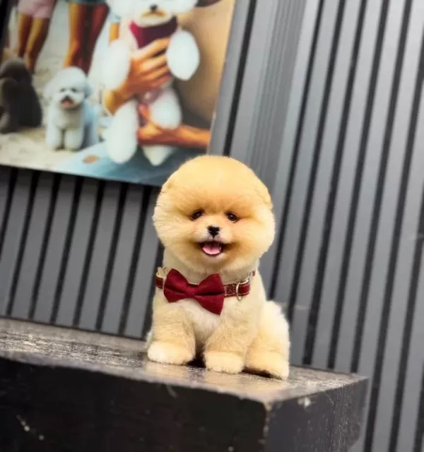 Pomeranian Boo Yavrularımız