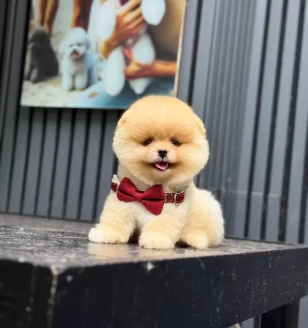 Pomeranian Boo Yavrularımız