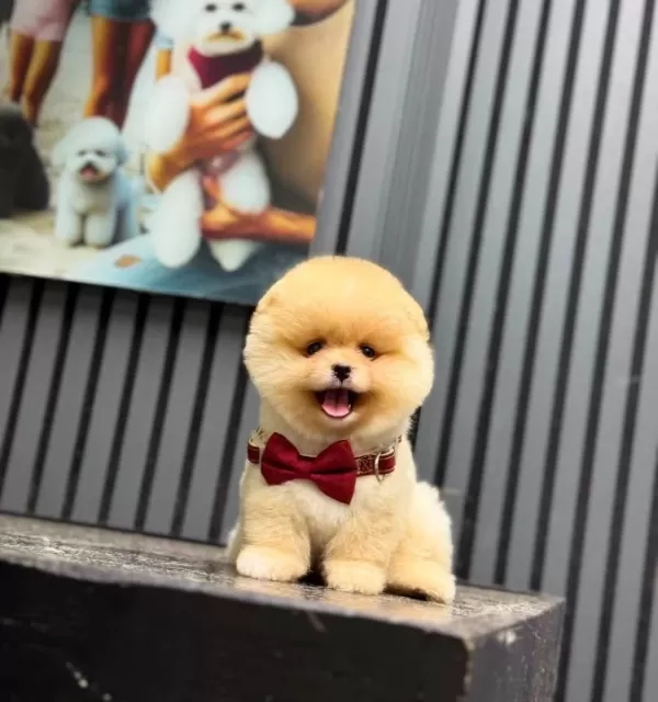 Pomeranian Boo Yavrularımız
