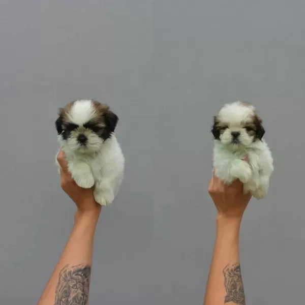Dünya Tatlisi Shih Tzu Yavrulari