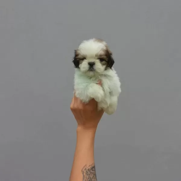 Dünya Tatlisi Shih Tzu Yavrulari
