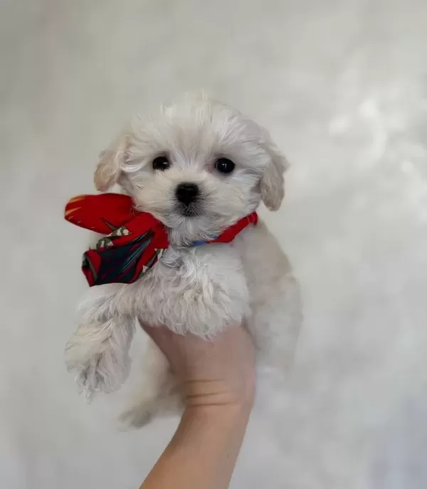 Safkan Ev Üretimi Numara Kar Beyaz Maltese Terrier Yavruları