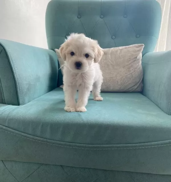 Maltese Terier Bebisler