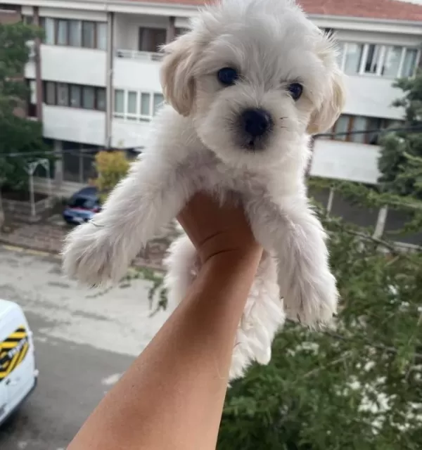 Maltese Terier Bebisler