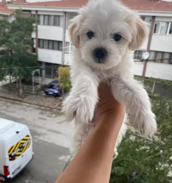 Maltese Terier Bebisler