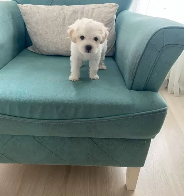 Maltese Terier Bebisler