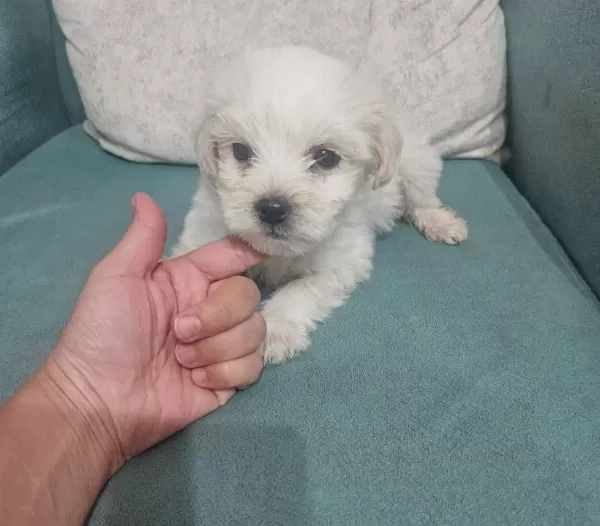 Maltese Terier Bebisler