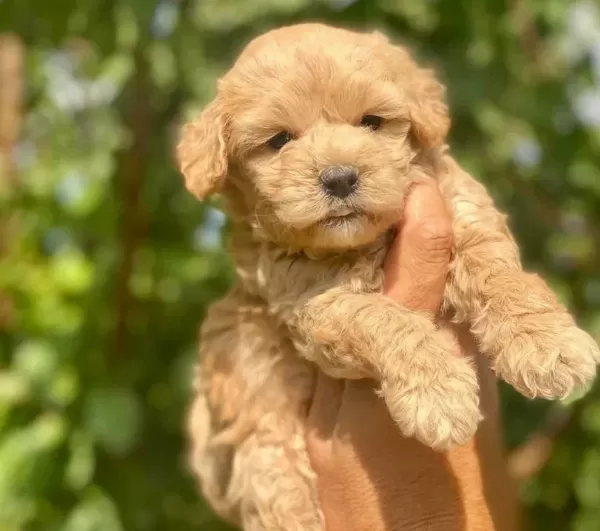 Yuvanızın Maskotu Minik Maltese Terrier Yavrularım