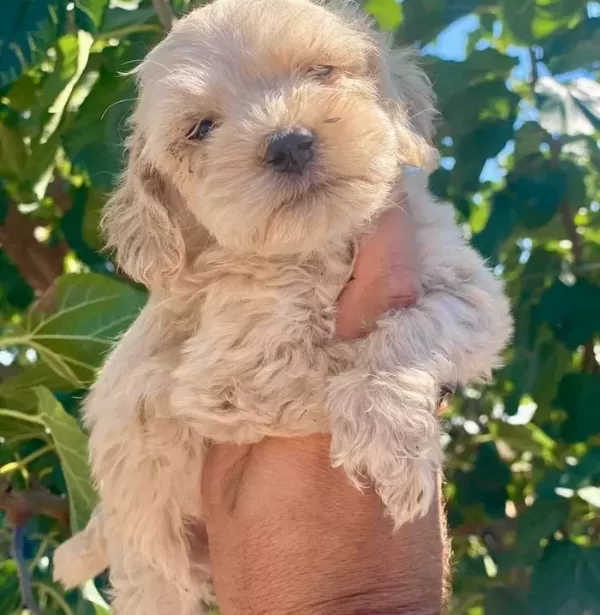 Yuvanızın Maskotu Minik Maltese Terrier Yavrularım