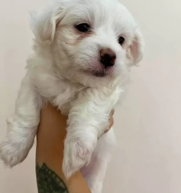 Yuvanızın Maskotu Minik Maltese Terrier Yavrularım