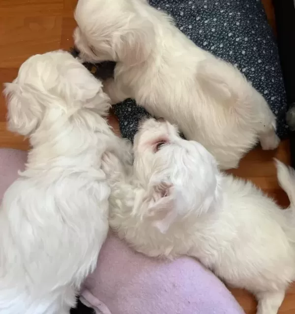 Yuvanızın Maskotu Minik Maltese Terrier Yavrularım
