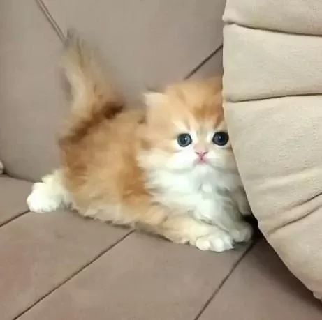 British Longhair Ny12 Yavrumuz Şecereli Baba Bursa