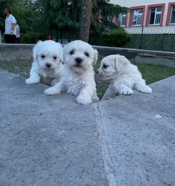 Muhteşem Kalite Yavrular