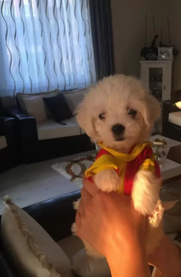 Teacup Kore Maltes Terrier Büyümüyen Irk Orjinal