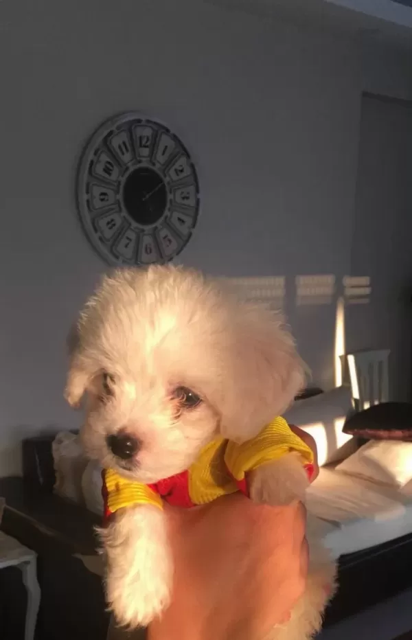 Teacup Kore Maltes Terrier Büyümüyen Irk Orjinal