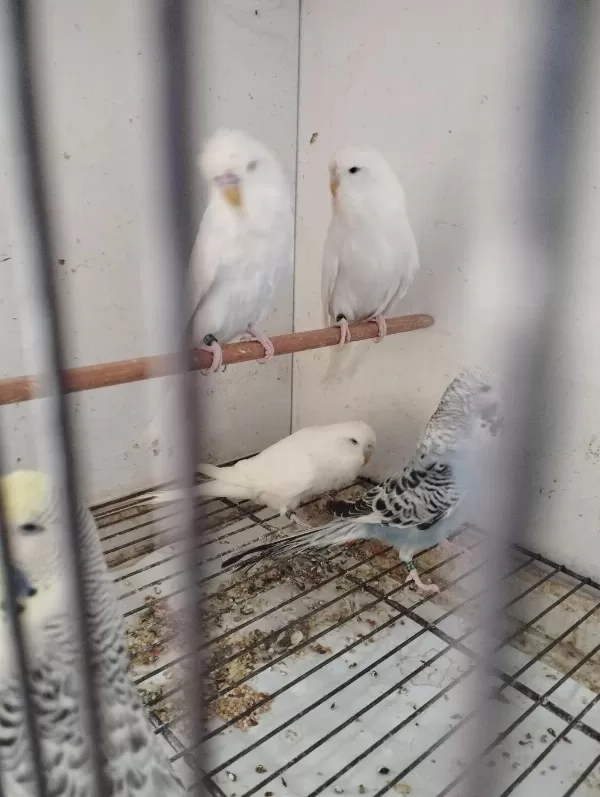 Yeni Yeme Düşmüş Her Cins Muhabbet Yavrular
