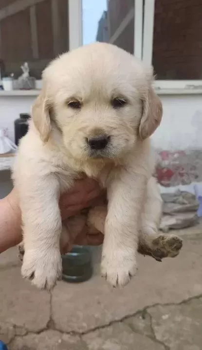 Bebek Suratlı Golden Yavrularım