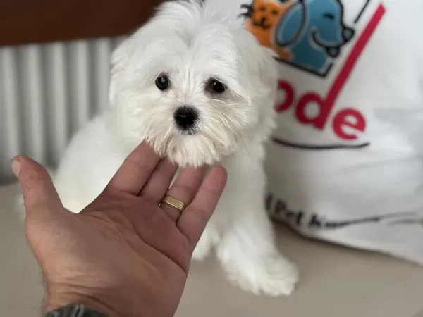 Çok Özel Tea Cup Kore Kan Maltese Yavrumuz