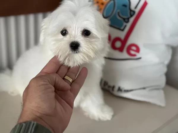Çok Özel Tea Cup Kore Kan Maltese Yavrumuz