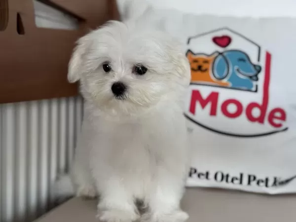 Çok Özel Tea Cup Kore Kan Maltese Yavrumuz