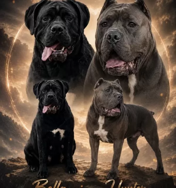 Dev Cane Corso Yavruları