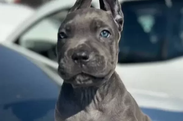 Dev Cane Corso Yavruları