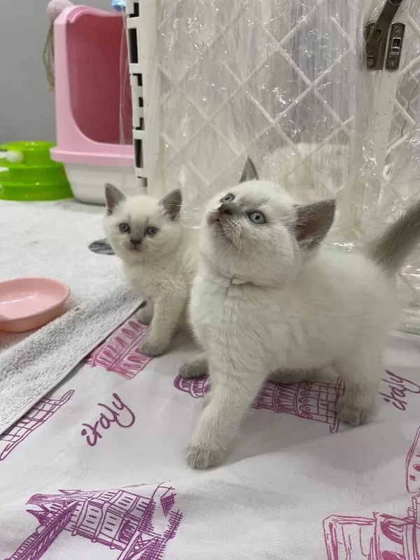 British Shorthair Yavrulari