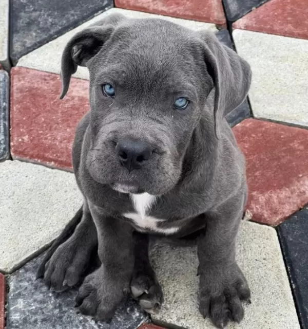 Irkının En Iyisi Blue Cane Corso Yavrularım