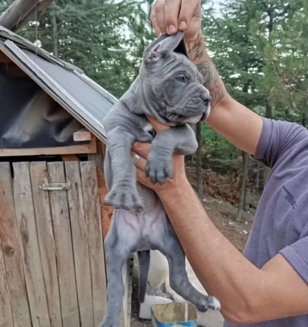Irkının En Iyisi Blue Cane Corso Yavrularım
