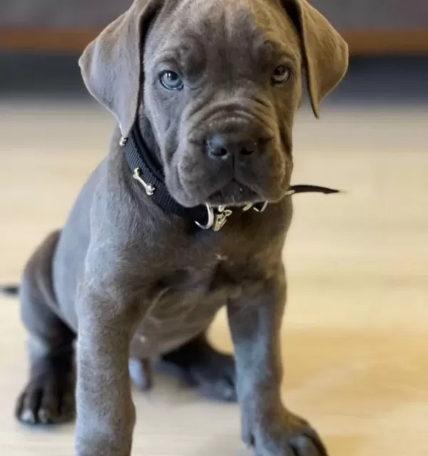 Irkının En Iyisi Blue Cane Corso Yavrularım