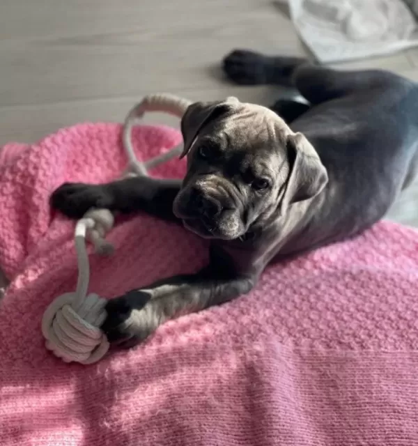 Irkının En Iyisi Blue Cane Corso Yavrularım