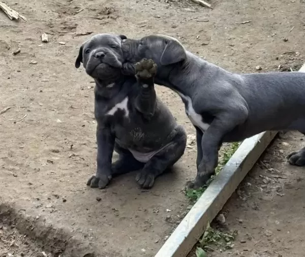 Irkının En Iyisi Blue Cane Corso Yavrularım
