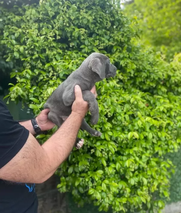 Blue Cane Corsa Bebekler İtalyan Mastifi