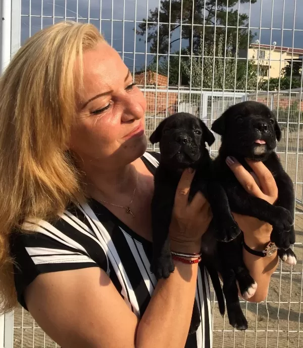 Alan Koruması Yüksek Muhteşem Cane Corso Yavrularımız