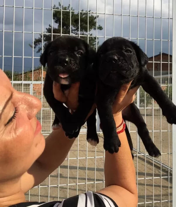Alan Koruması Yüksek Muhteşem Cane Corso Yavrularımız