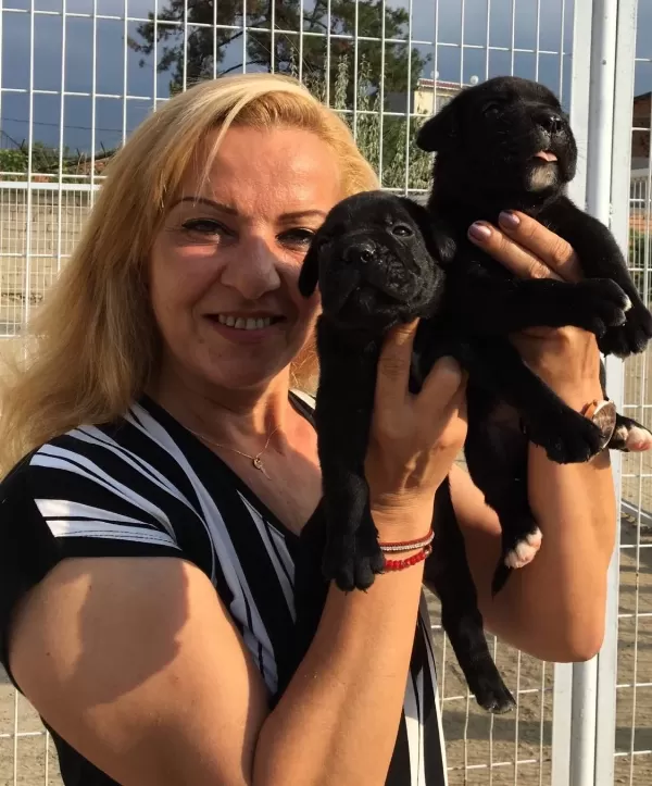 Alan Koruması Yüksek Muhteşem Cane Corso Yavrularımız