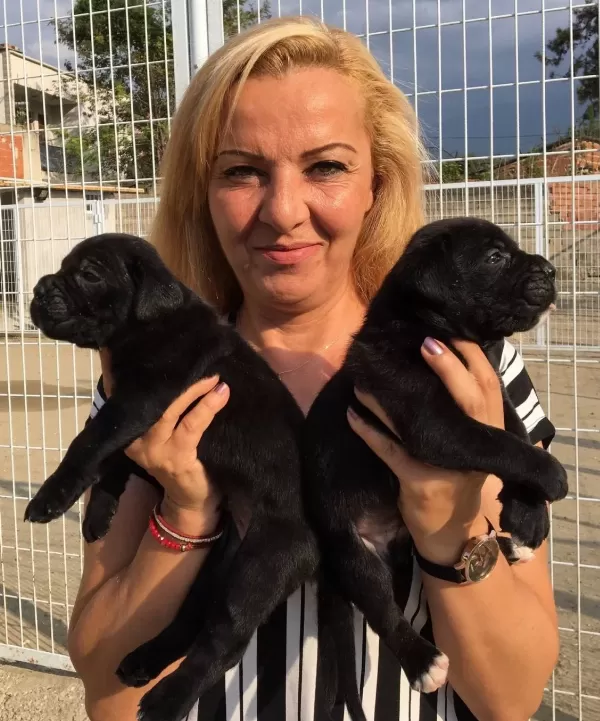 Alan Koruması Yüksek Muhteşem Cane Corso Yavrularımız